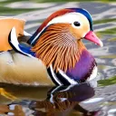 gamerquack