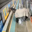 train_goddess