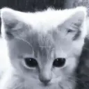 ilovecats_1008