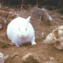 binkymh