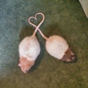 avatar Sxhiz⋆˙⟡♡