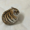 avatar Sxhiz⋆˙⟡♡