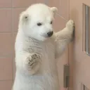 _syuteru