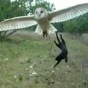 24owl