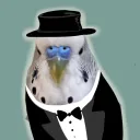 carpinacup