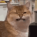 .n00bs.
