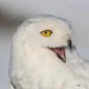 .hedwiga