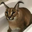 flopmarllonsilva