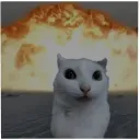 lynxkindadumb