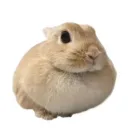 belcamanul