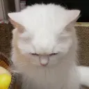 iamnotabby