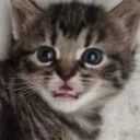blurplie avatar