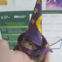 _magic.toad_