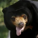 bearrocks