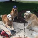 ._.dog