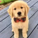 ash_crypto