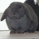 dontwalkaround