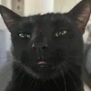 zacharoo101 avatar