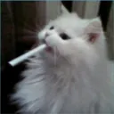 pantachi