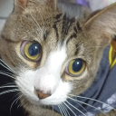 avatar Innocent Lettuce:3🦆