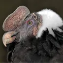 gypsfulvus.