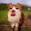 real.meowl avatar