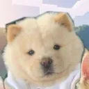 tokitominicam