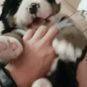 avatar 𐔌՞. .՞𐦯