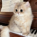 avatar mashumaromitainafuwafuwanyanko