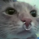 mangkok_