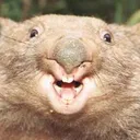 Wombat's Avatar