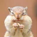 chipmunk331