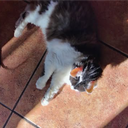 Bacara