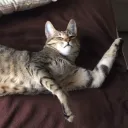 thecatofnyan