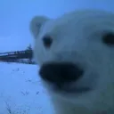 geantcreeper