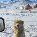 fluffyrusset