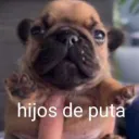 diego_rexmorth