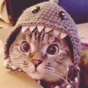 avatar zenti