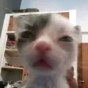 thxmeow