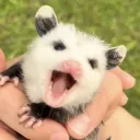 pixieguts