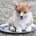 dogontop69