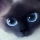 catto1p19ll