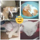 setya_white_cat