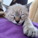 avatar !🕷 Haro ♡