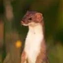 theepicweasel