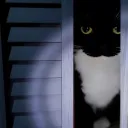 Аватар tipoigrok