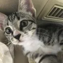cateliminated