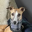 rodgthedog