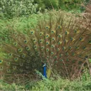 .teratornis1704