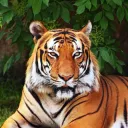 dev_shetty